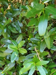 Calophyllum