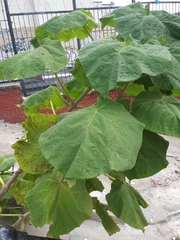 Paulownia tomentosa