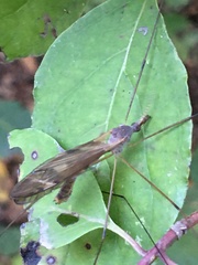 Tipula ultima