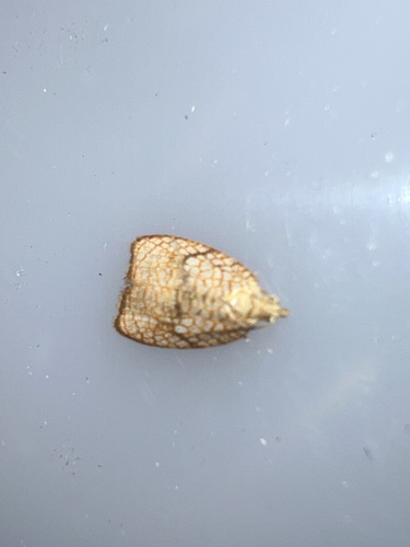Maple Leaftier Moth, Schiermonnikoog, Schiermonnikoog, Provinz Friesland, NL, photo 7 of 10