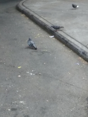 Columba livia