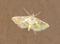 Ommatospila narcaeusalis