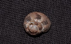 Eurytrochus strangei