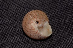 Eurytrochus strangei