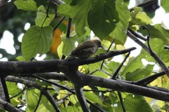 Chloropicus gabonensis