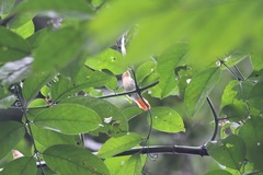 Erythrocercus mccallii