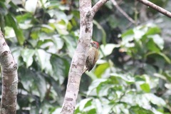 Chloropicus gabonensis