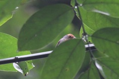 Erythrocercus mccallii