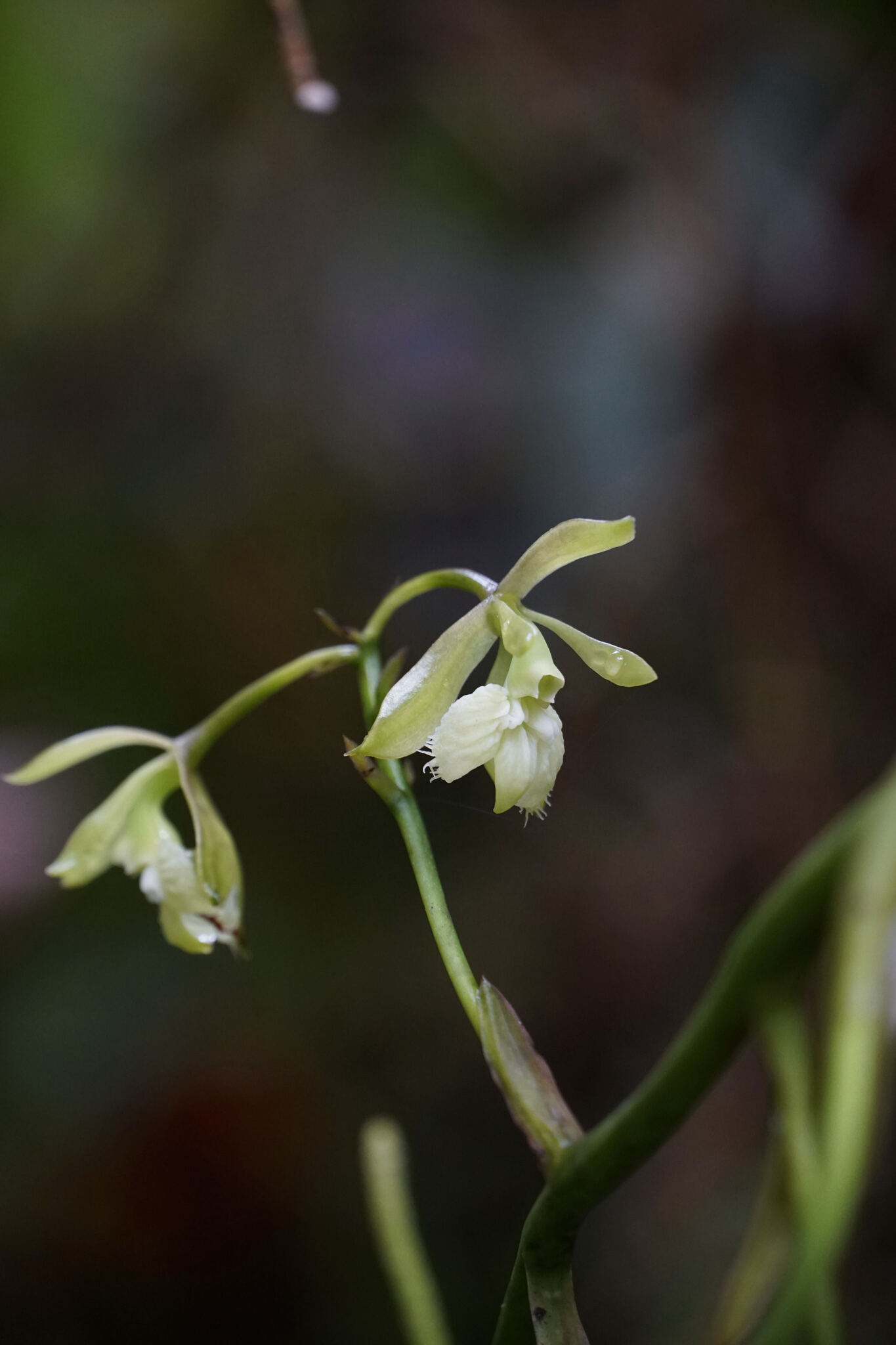 Epidendrum mesomicron Lindl. 2
