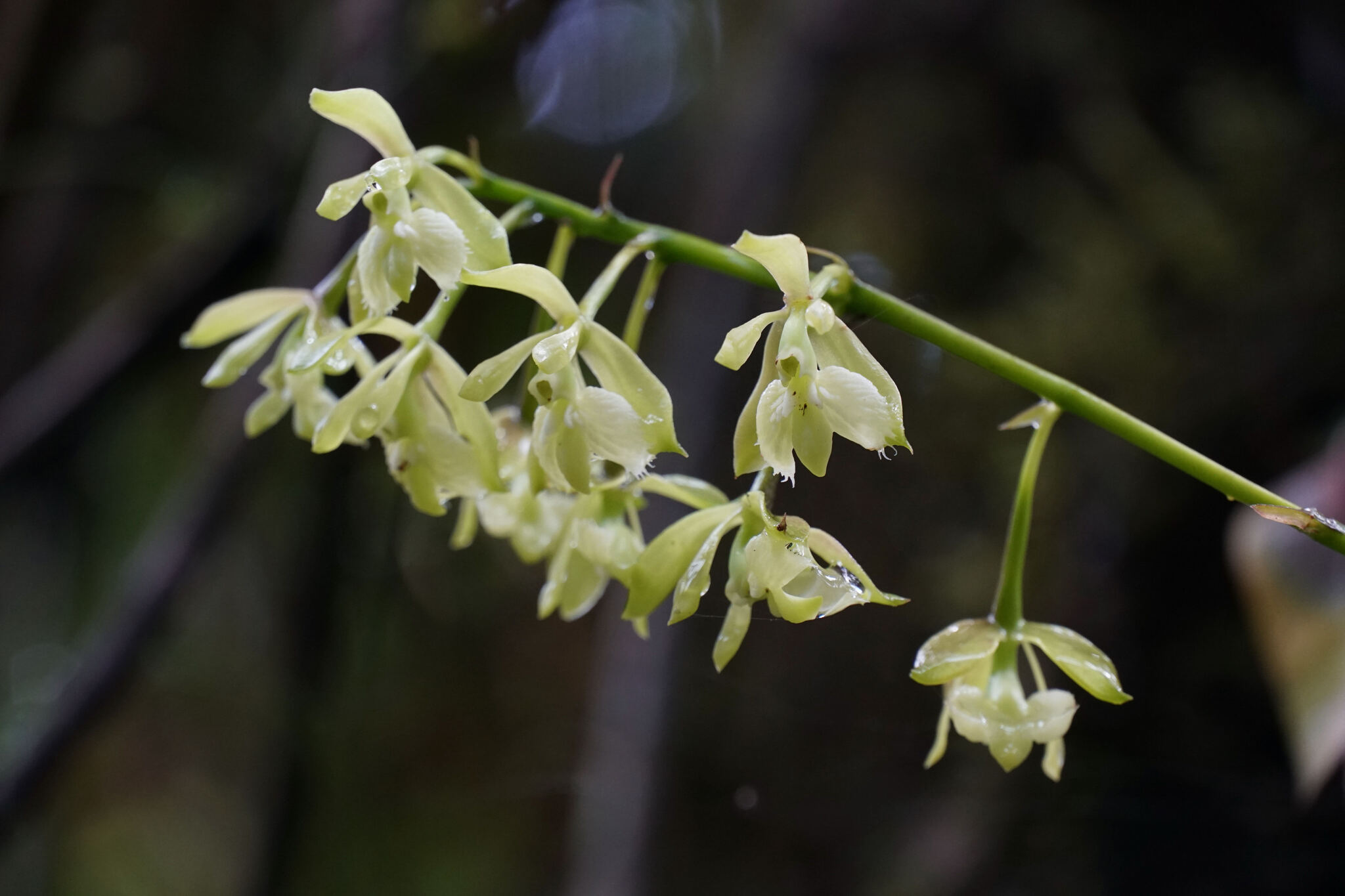 Epidendrum mesomicron Lindl.