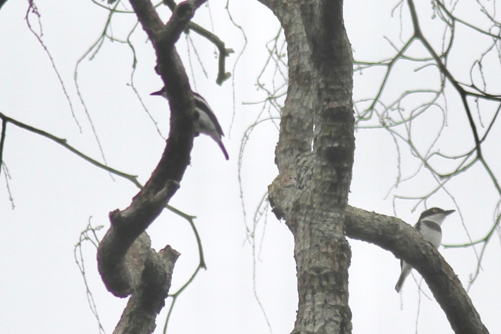 Verreaux's Batis photo