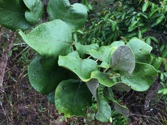 Palicourea rigida