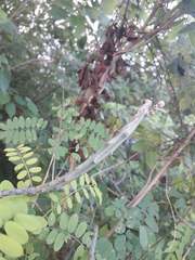 Acanthocereus fosterianus