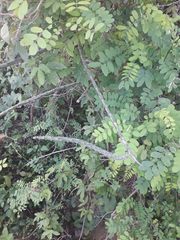 Acanthocereus fosterianus