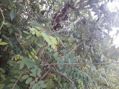 Acanthocereus fosterianus