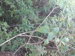 Acanthocereus fosterianus