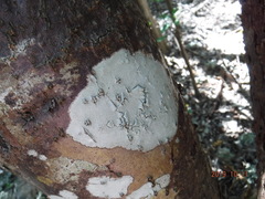 Arthoniomycetes