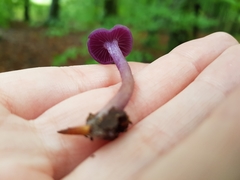 Laccaria amethystina