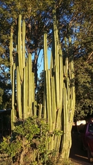 Lophocereus marginatus