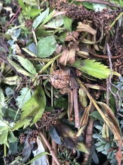 Araneus diadematus