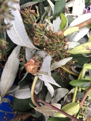 Araneus diadematus