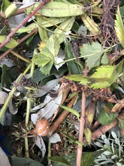 Araneus diadematus