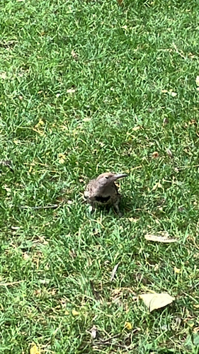 Northern Flicker