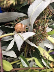 Araneus diadematus