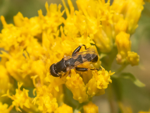 Unknown species found near Fremont County, WY, USA