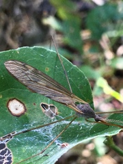 Tipula ultima