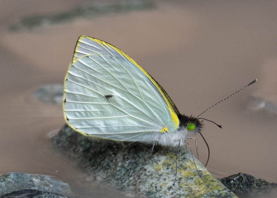 Leptophobia penthica