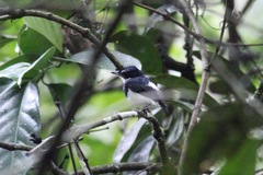 Platysteira castanea