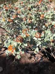 Buddleja marrubiifolia