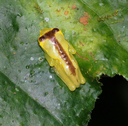 Tadapi Treefrog, Hyloscirtus alytolylax