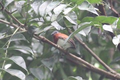 Platysteira castanea