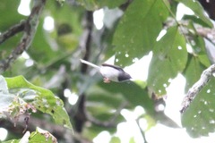 Apalis rufogularis
