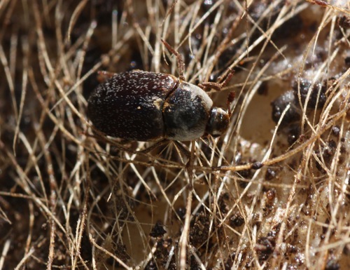 Hide Beetle photo 3