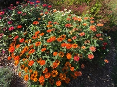 Tithonia rotundifolia