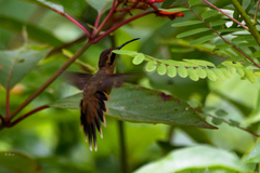 Phaethornis striigularis