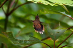 Phaethornis striigularis