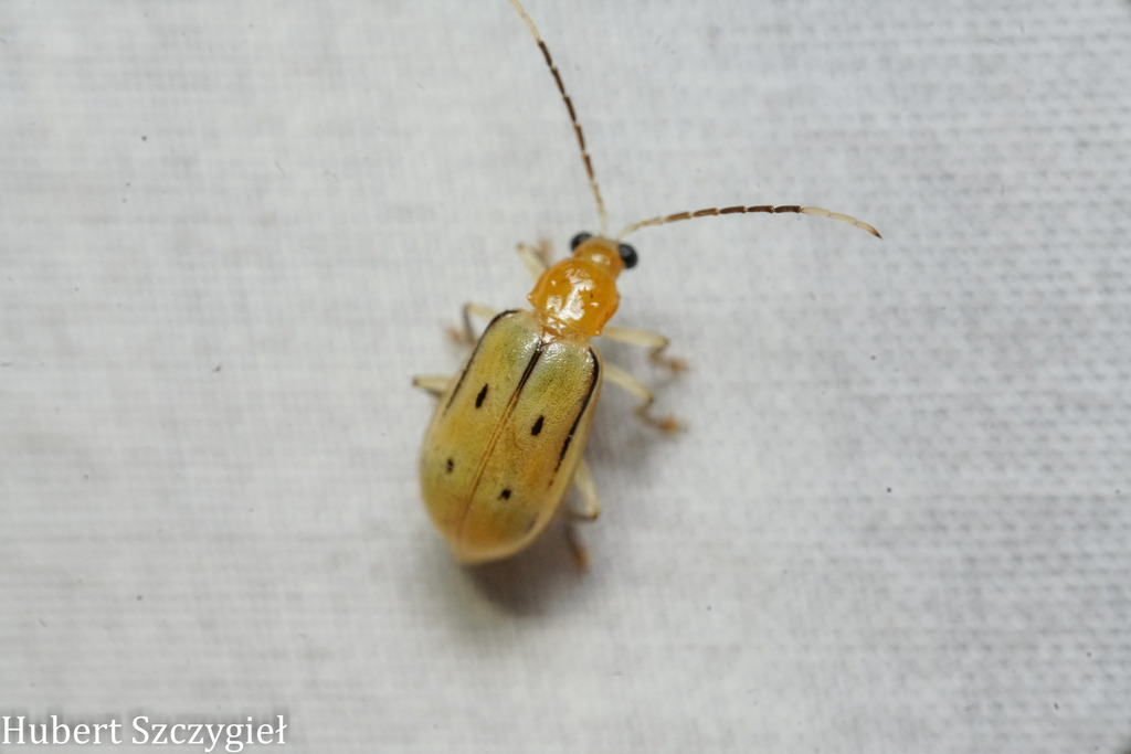 Neobrotica trichops