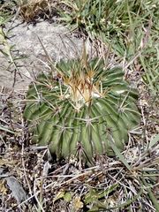 Echinofossulocactus crispatus