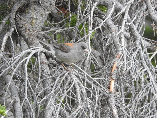 Dark-eyed Junco photographed in Utah