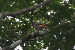 Megabyas flammulatus