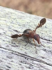 Otitinae