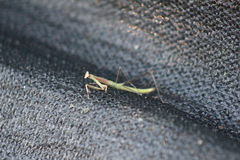 Tenodera fasciata