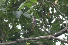 Megabyas flammulatus