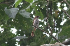 Megabyas flammulatus