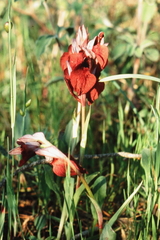 Serapias cordigera