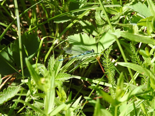 Taiga Bluet photo 5